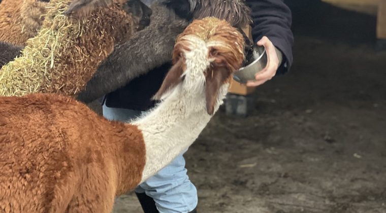 De alpaca’s naast de deur, en waarom gasten er blijven hangen