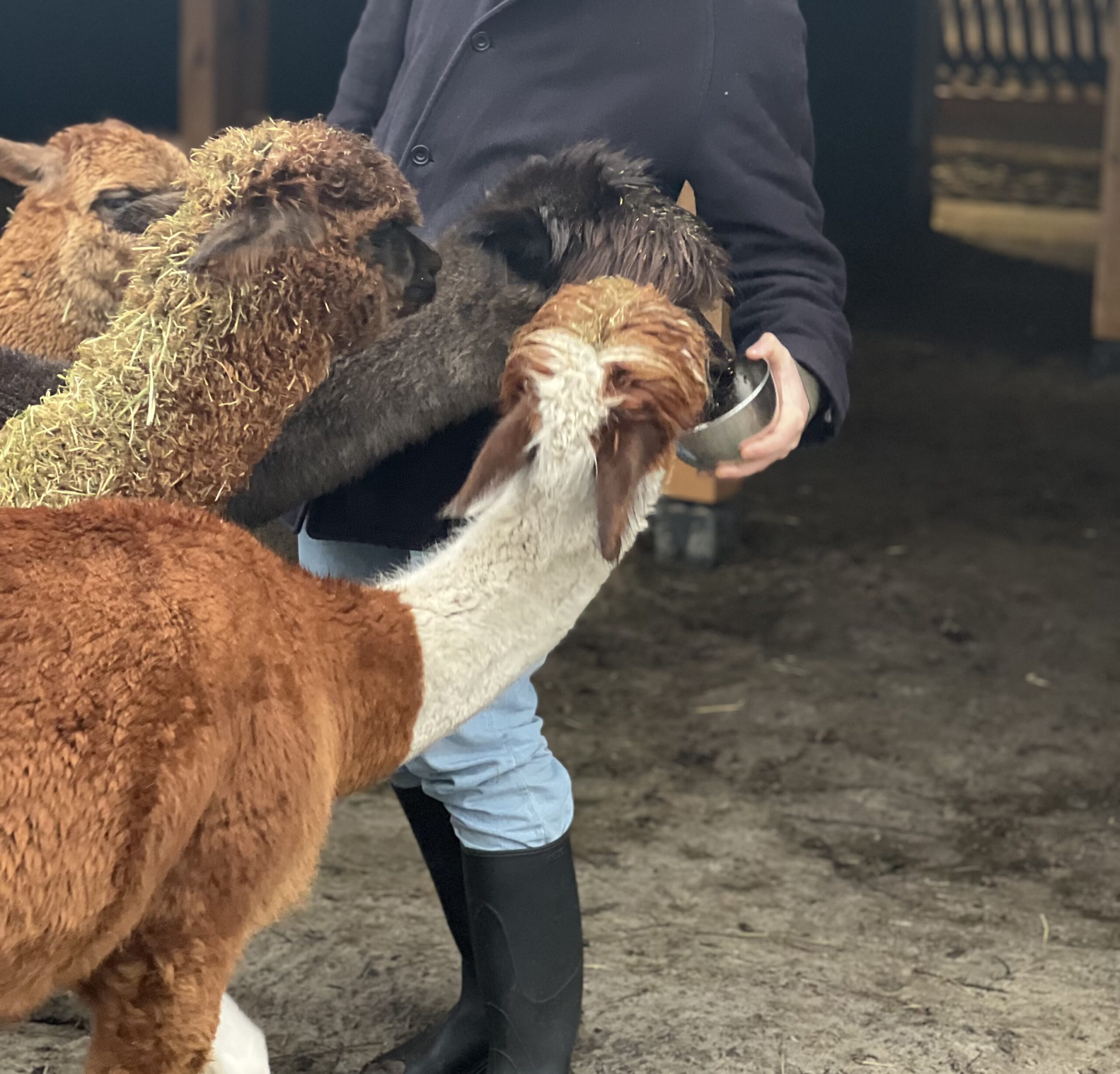 De alpaca’s naast de deur, en waarom gasten er blijven hangen