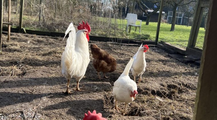 Rondje erf en moestuin